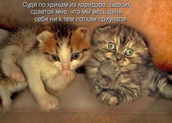 Котята приколы с надписями