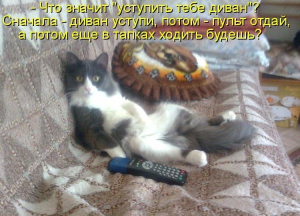 Пятница смешные коты с надписями