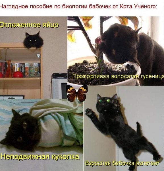 Коты с подписями
