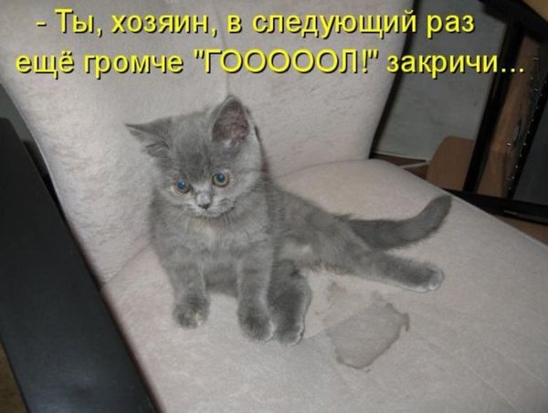 Приколы про котов с надписями