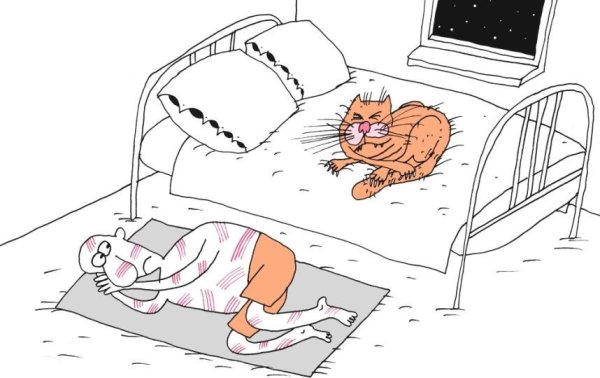 Кот карикатура