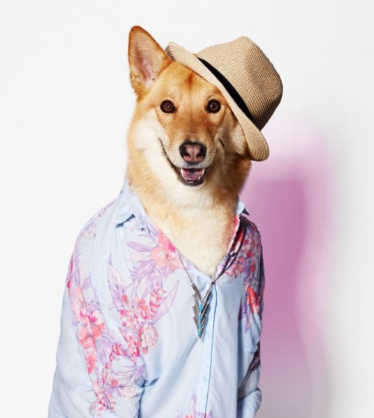 Модные собаки