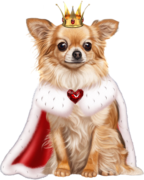 Чихуахуа Королева