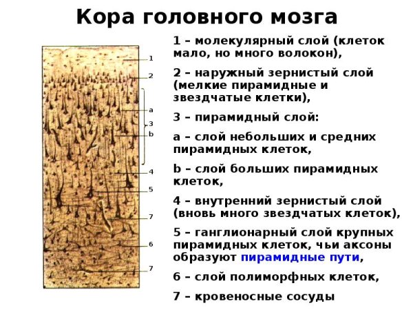 Строение миелоархитектоника коры головного мозга гистология