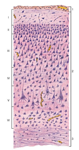 Кора большого мозга импрегнация серебром