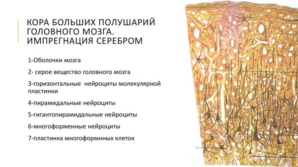 Слои коры головного мозга гистология