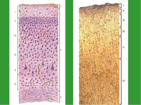 Кора больших полушарий головного мозга гистология препарат