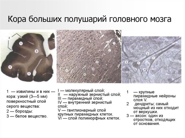 Кора больших полушарий гистология препарат