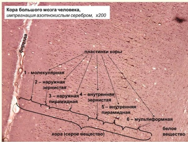 Слои коры больших полушарий головного мозга гистология