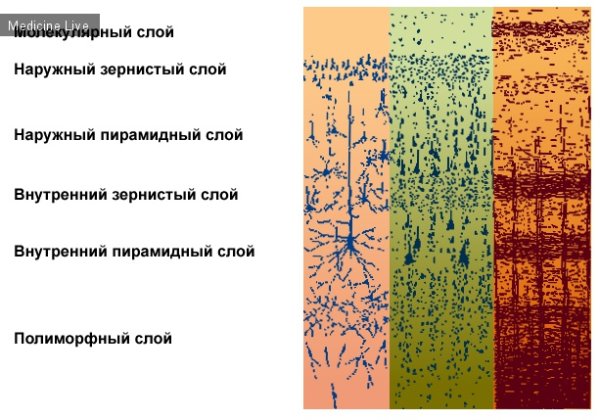Миелоархитектоника коры гистология