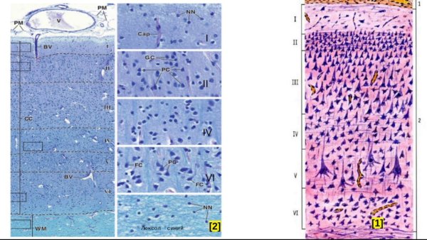 Слои коры полушарий головного мозга
