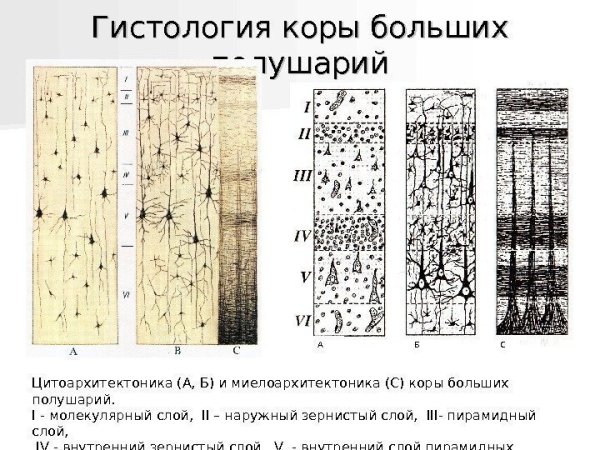 Строение слоев коры головного мозга