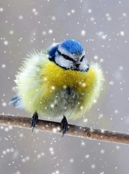 Пушистые лазоревки