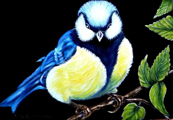 Красивые рисунки синички