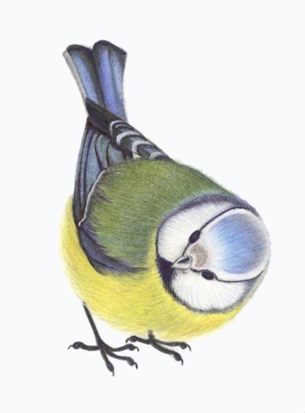 Синица рисунок