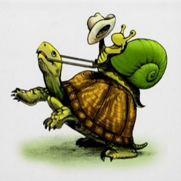 Черепаха не спешит