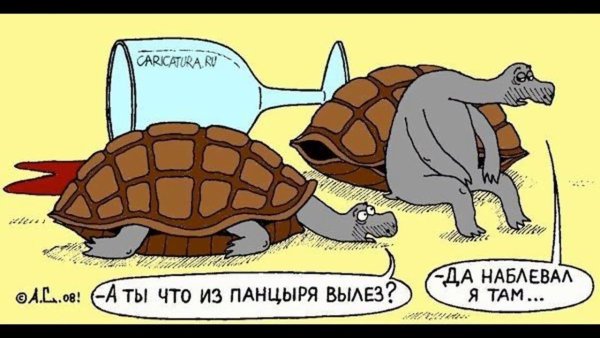 Приколы про черепах