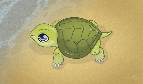 Рисунки черепахи для срисовки