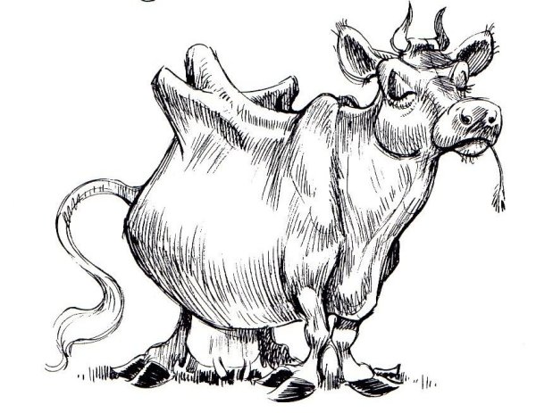 Смешные коровы