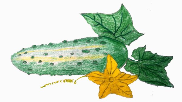 Нарисовать огурец