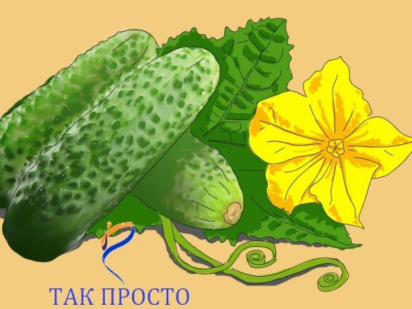 Огурец внутри которого яркие ягодки