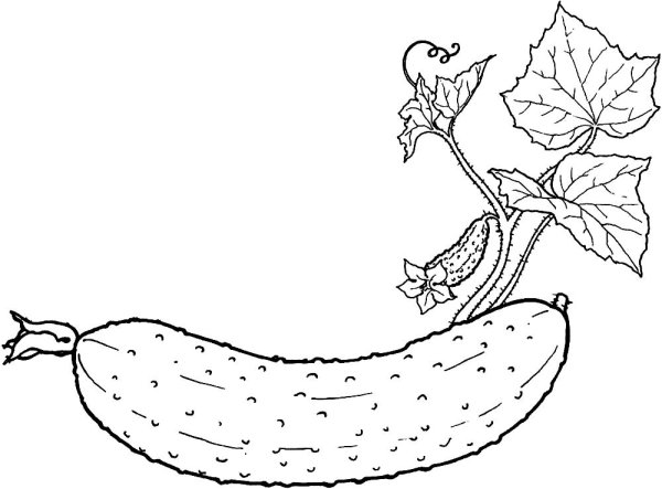 Огурец раскраска