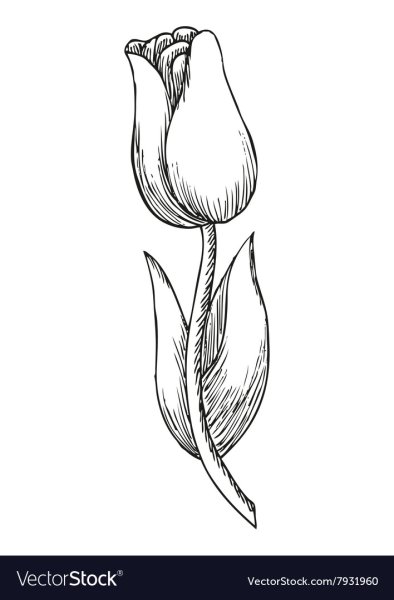 Тюльпан раскраска