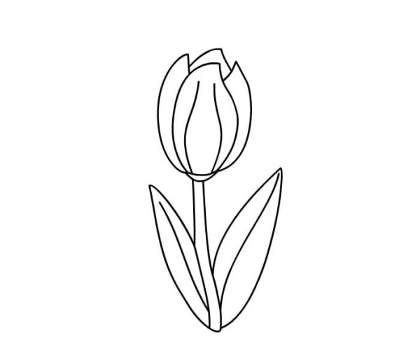 Тюльпан эскиз