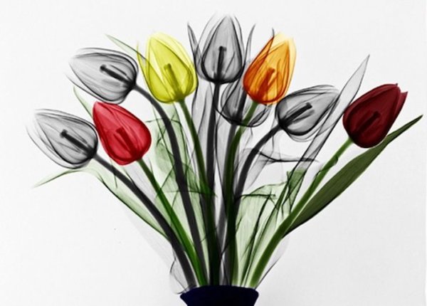 Трафарет тюльпана для вырезания