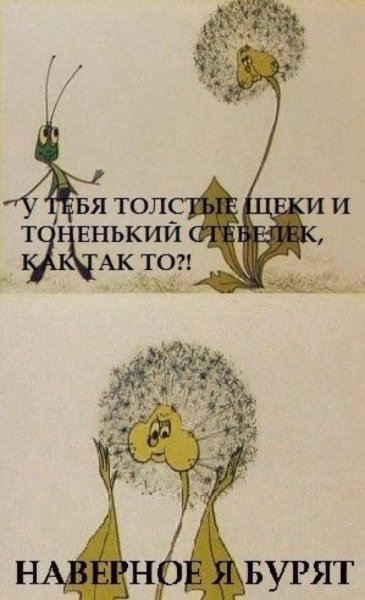 Одуванчик такие толстые щеки