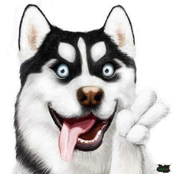 Хаски прикольные рисунки