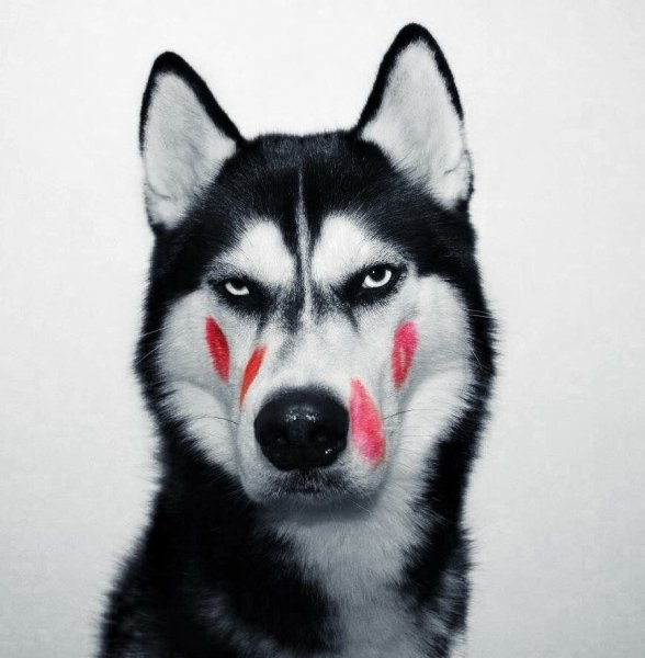 Хаски эмоции