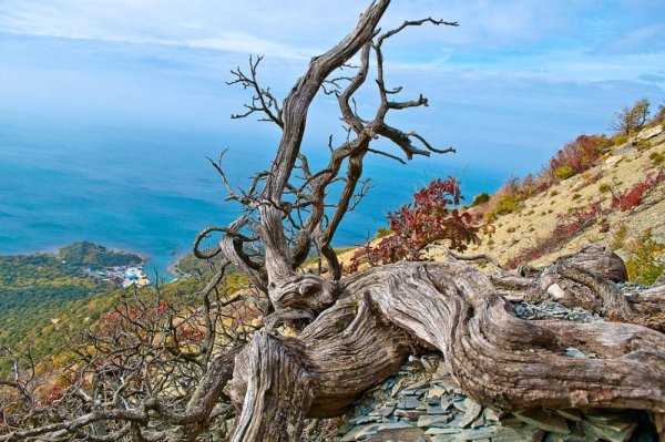 Заповедник Утриш эмблема