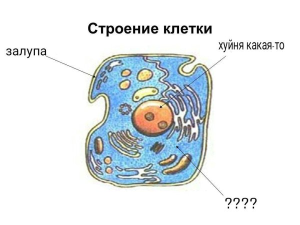 Рисунок строения клетки тела человека