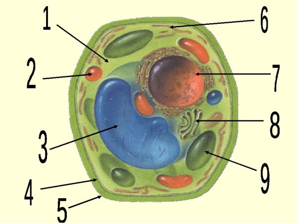 Строение растительной клетки 5 класс биология