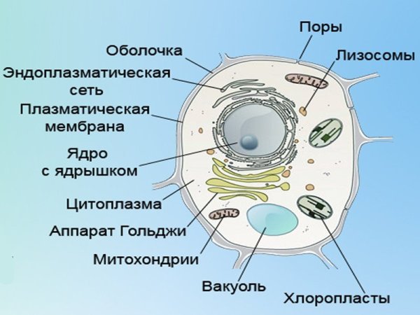 Строение животной клетки 6 класс биология