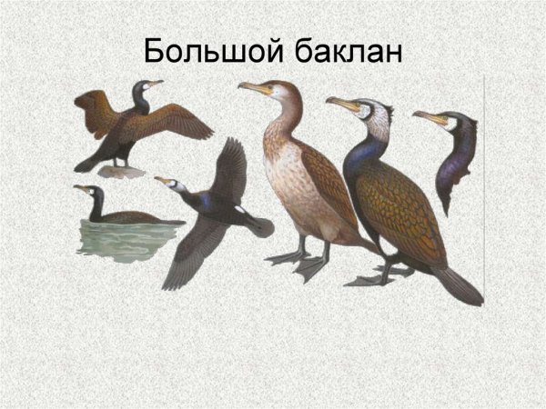 Баклан рисунок