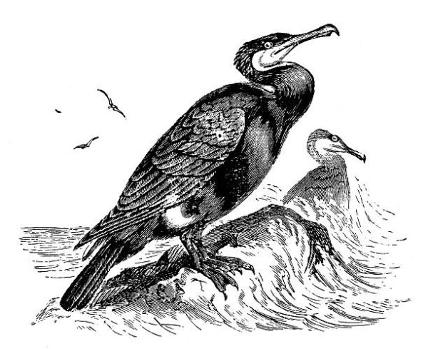 Стеллеров Баклан карандашом