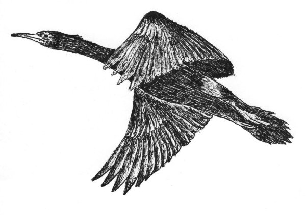 Баклан карандашом