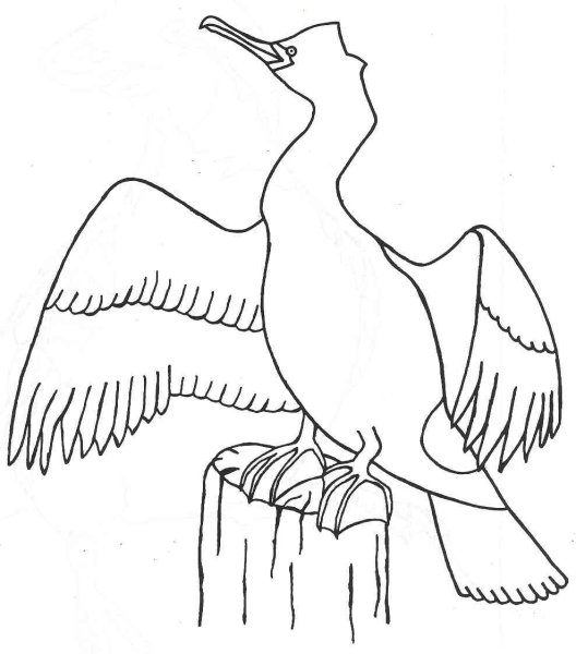 Птица Баклан раскраска