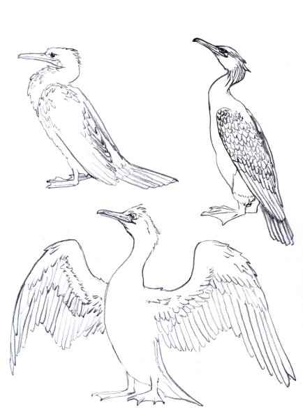 Баклан раскраска