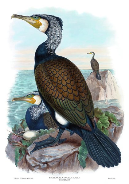 Стеллеров Баклан