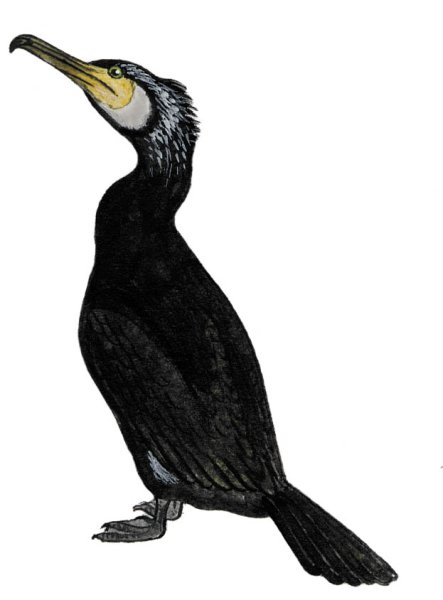 Большой Баклан