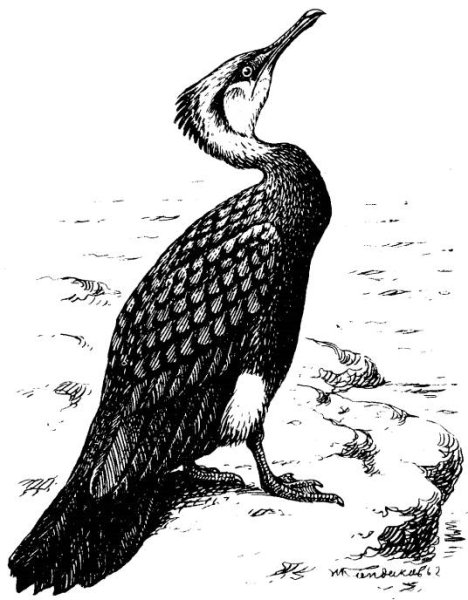 Баклан птица