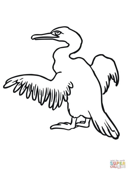 Баклан раскраска