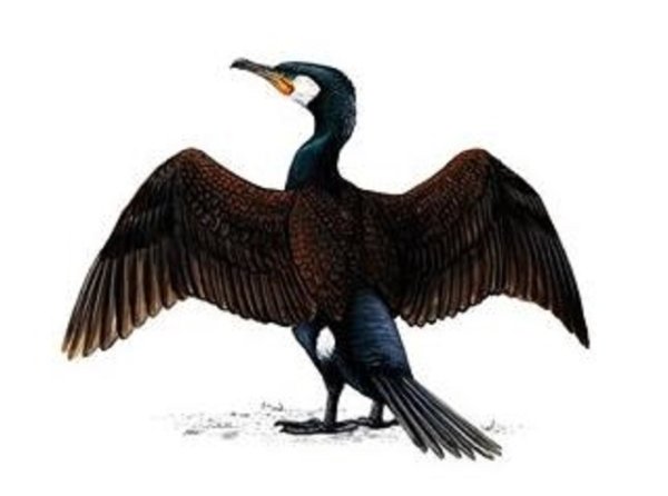 Большой Баклан