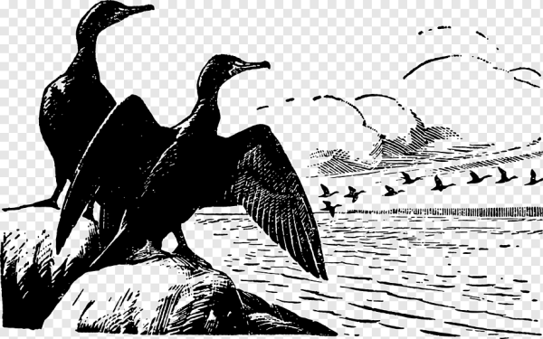 Баклан вектор