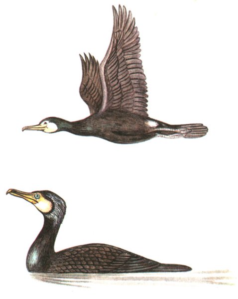 Баклан птица