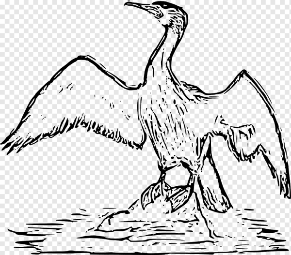 Баклан раскраска