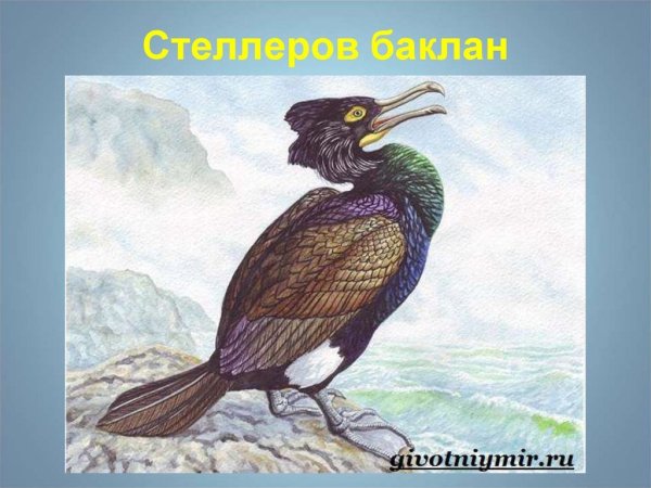 Вымерший Стеллеров Баклан